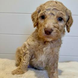 Shortbread - Apricot female Goldendoodle puppy in Taylorsville, North Carolina from Doggone Dixie Doodles
