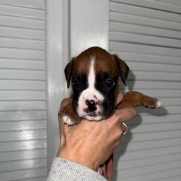 Tyra - Fawn female Boxer puppy in Jamesville, New York from Reynolds Homestead Boxers