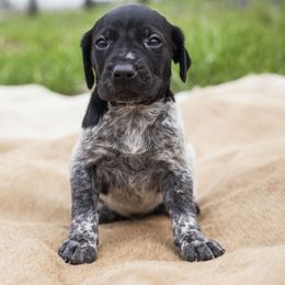 German Shorthaired Pointer Puppies from Spring River Kennel