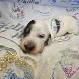 Blue pie boy - Piebald male Dachshund puppy in Herald, California from Bluegum Dachshunds