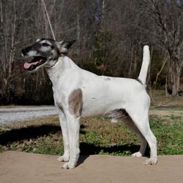 Smooth Fox Terrier puppies from Mardel Robeson of Mulberry Hollow Whippets