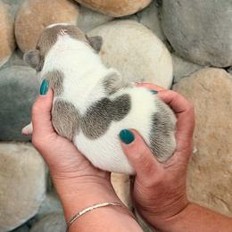 Light Pink - Fawn and white male French Bulldog puppy in New Hampton, New Hampshire from Kismet French Bulldogs
