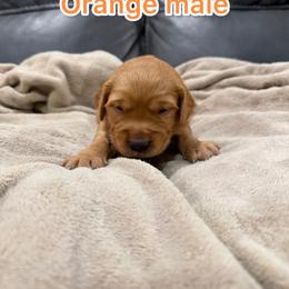 Orange - Golden male Golden Retriever puppy in Salt Lake City, Utah from Soaring golden retrievers