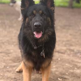 Fancy GSD's King of The Gods - Black and red male German Shepherd puppy in Perrysburg, Ohio from Fancy GSDs LLC