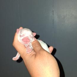 Boy 2 - White male Shih Tzu puppy in Birmingham, Alabama from K&D kennels