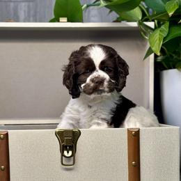 Sequoia - Brown and white female Cocker Spaniel puppy in Salt Lake City, Utah from Sego Lily Cockers