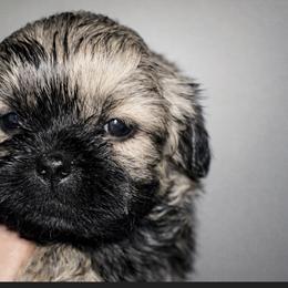 Jeffs Boy 1 - Black gold and silver male Shih Tzu puppy in Marion County, Tennessee from Jenkins Puppy Paradise
