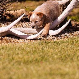Australian Cattle Dog Puppies from Drakes Australian Cattle Dogs