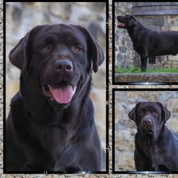 Austin - Labrador Retriever