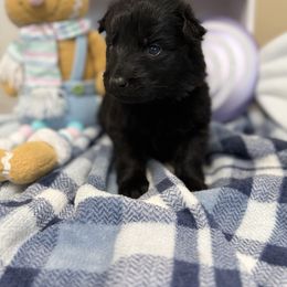 Yellow - Black female German Shepherd puppy in Columbus, Georgia from Blue Phoenix Shepherds