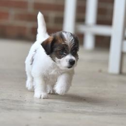 Ina Girl 3 - White and tan female Russell Terrier puppy in Middletown, Virginia from DBF Russell Terriers