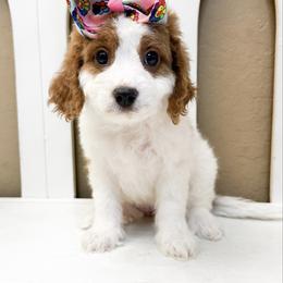 Sprinkles - Red female Cavapoo puppy in Peoria, Arizona from Cactus Doods