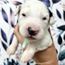 Teal - White and black female Dalmatian puppy in Gray, Georgia from Fuller Spots