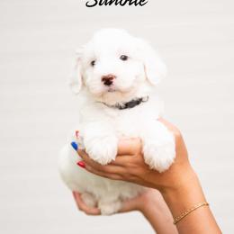 Sundae - Parti female Goldendoodle puppy in Meridian, Idaho from Country Club Doodles