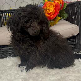 AKC Mona - Black female Poodle puppy in Elgin, South Carolina from Silver Bells Paw Prints