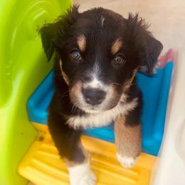Cosmo - Black tri-color male Australian Shepherd puppy in Cypress, Texas from Cypress Aussies