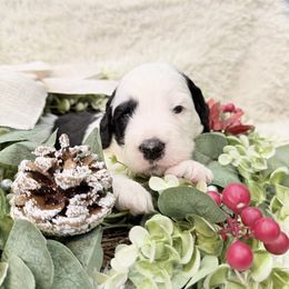 Griswald (Clark) - Black and white male Sheepadoodle puppy in Surprise, Arizona from Desert Lily Doodles