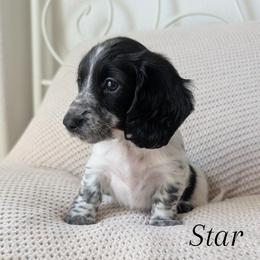 Star - Piebald female Dachshund puppy in Valley Center, California from Destiny Dachsunds