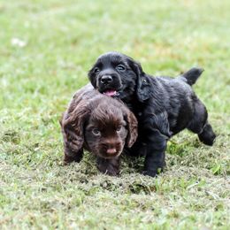 English Cocker Spaniel and German Shepherd Puppies from Ryndal & Co.
