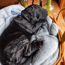 Pakku - Black male Goldendoodle puppy in Glen Daniel, West Virginia from Dani’s Doodles