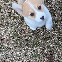 Pembroke Welsh Corgi Puppies from Red Elephant Farms