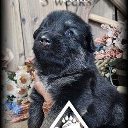 Dixie - Black and tan female German Shepherd puppy in Sequim, Washington from German Shepherd Haus