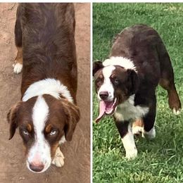 Red Tri Male - Red Miniature Australian Shepherd puppy in Wayne, Oklahoma from Zink Ranch Mini Aussies