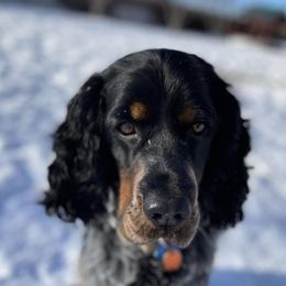 English Springer Spaniels from 45 N Springers