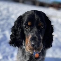English Springer Spaniels from 45 N Springers