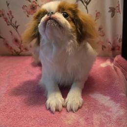 Japanese Chin Puppies from Windhaven Japanese Chin