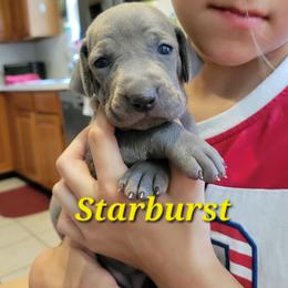Starburst - Blue female Weimaraner puppy in Kingwood, Texas from Desert Rose Weimaraners