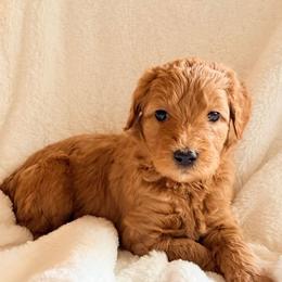 Orange Collar Boy - Cream male Double Doodle puppy in Clarks Hill, South Carolina from Rosie’s Double Doodles