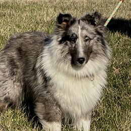 Dinero - Shetland Sheepdog