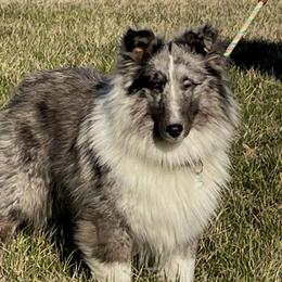 Dinero - Shetland Sheepdog