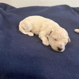 June - Cream female Poodle puppy in Poth, Texas from Casa de Curls