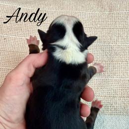 Andy - Black tri male Miniature Australian Shepherd puppy in Sandy Hook, Kentucky from RidgeTop Aussies