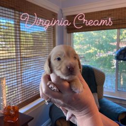 Dachshund Puppies from Virginia Creams - Dachshunds