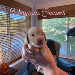 Dachshund Puppies from Virginia Creams - Dachshunds