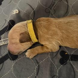 Mr Yellow - Cream male Goldendoodle puppy in Indiana, Pennsylvania from Kathy's Doodles