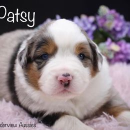 Miniature American Shepherd and Miniature Australian Shepherd Puppies from Borderview Aussies