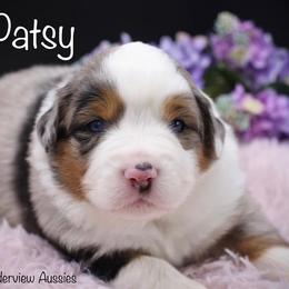 Miniature American Shepherd and Miniature Australian Shepherd Puppies from Borderview Aussies
