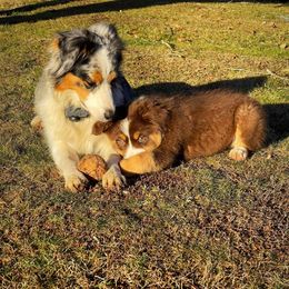 Australian Shepherd Puppies from Amazing Aussies