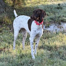 Nelli - German Shorthaired Pointer