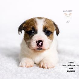 Simon - White and tan male Russell Terrier puppy in Lufkin, Texas from Dixie-Rose JRT