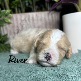 River - Apricot male Cavapoo puppy in Oklahoma from Rocky Oak Cavaliers & Biewer Terriers LLC