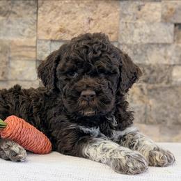 Cosmo - Brown male Lagotto Romagnolo puppy in West Jordan, Utah from Salt Lake Lagotto