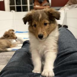 Shetland Sheepdog Puppies from Fancypants Shetland Sheepdogs