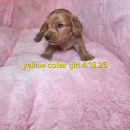 Yellow 2800 - Cream female Dachshund puppy in Bristol, Tennessee from It's Mini Wieners Baby