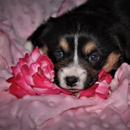 Pembroke Welsh Corgi Puppies from Larrchelle's Corgi's