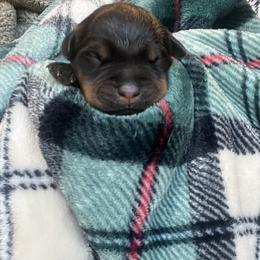 Boy 3 - Black and mahogany male Rottweiler puppy in Buskirk, New York from Misjef Rottweilers